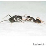 Fighting Camponotus ants, used in an article by Henrik de Fine Licht in Kaskelot