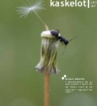Cover of the journal Kaskelot Cover of the journal Kaskelot