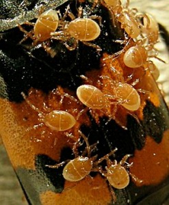 Poecilochirus mites on a Nicrophorus burying beetle